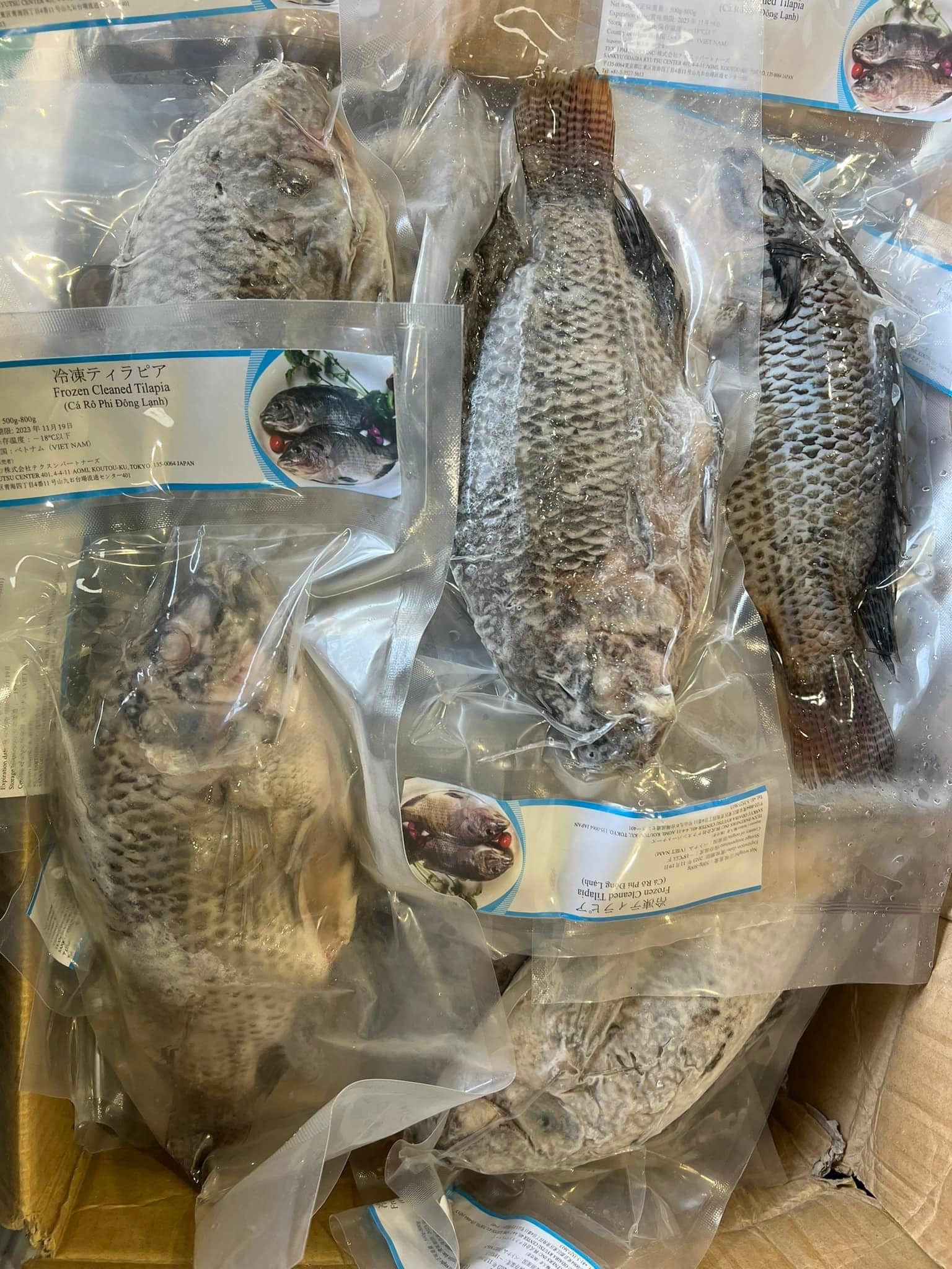 冷凍ティラピア・CÁ RÔ PHI・罗非鱼