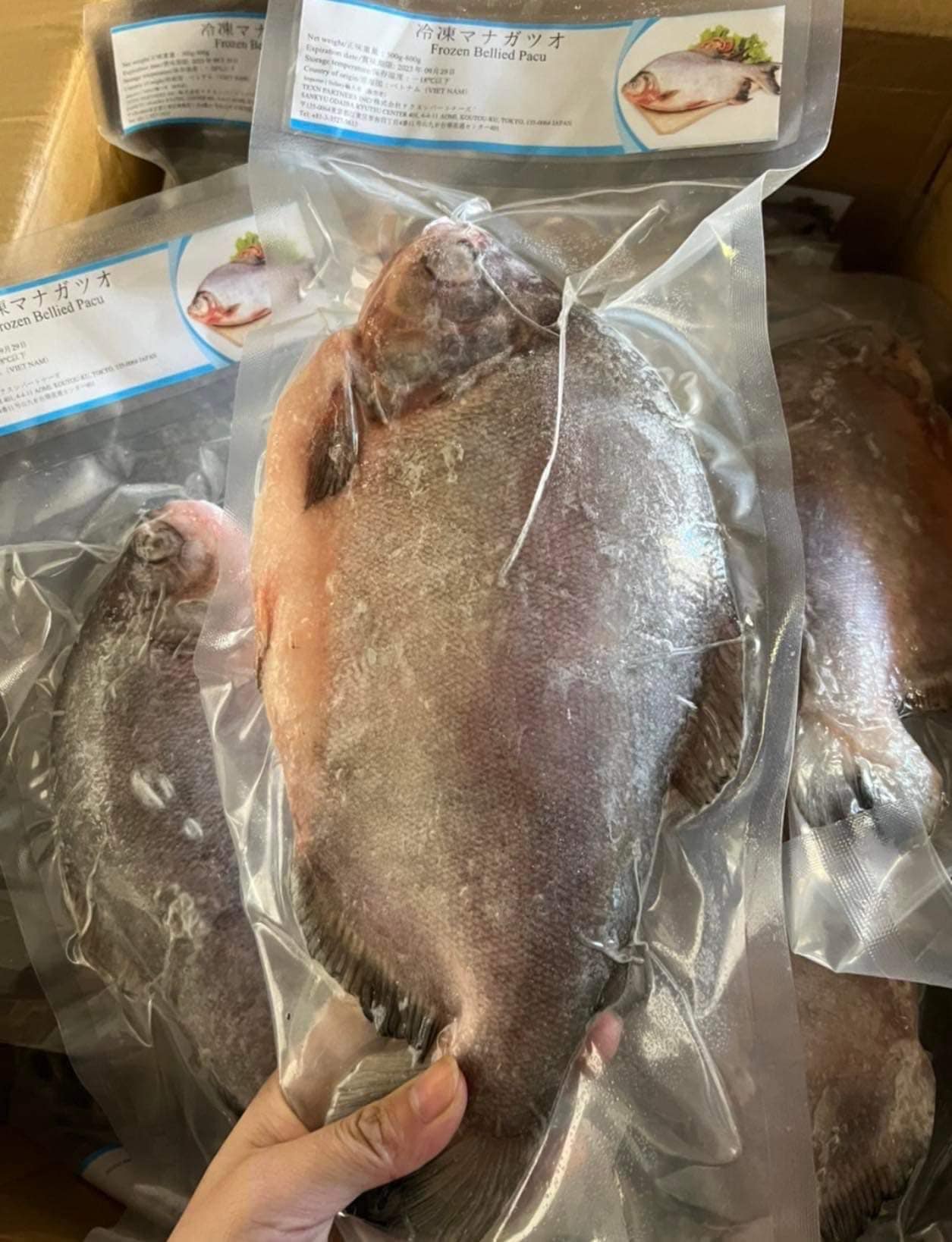 マナガツオ・ cá chim trắng・白鲳鱼