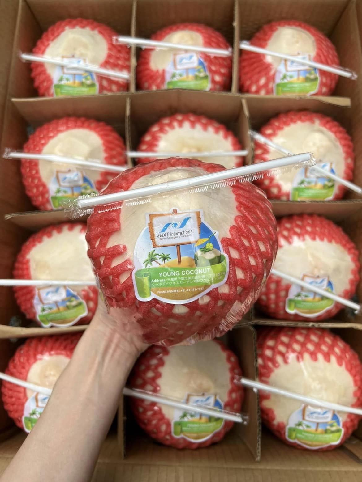 ダイヤモンドココナッツ・DỪA KIM CƯƠNG・钻石椰