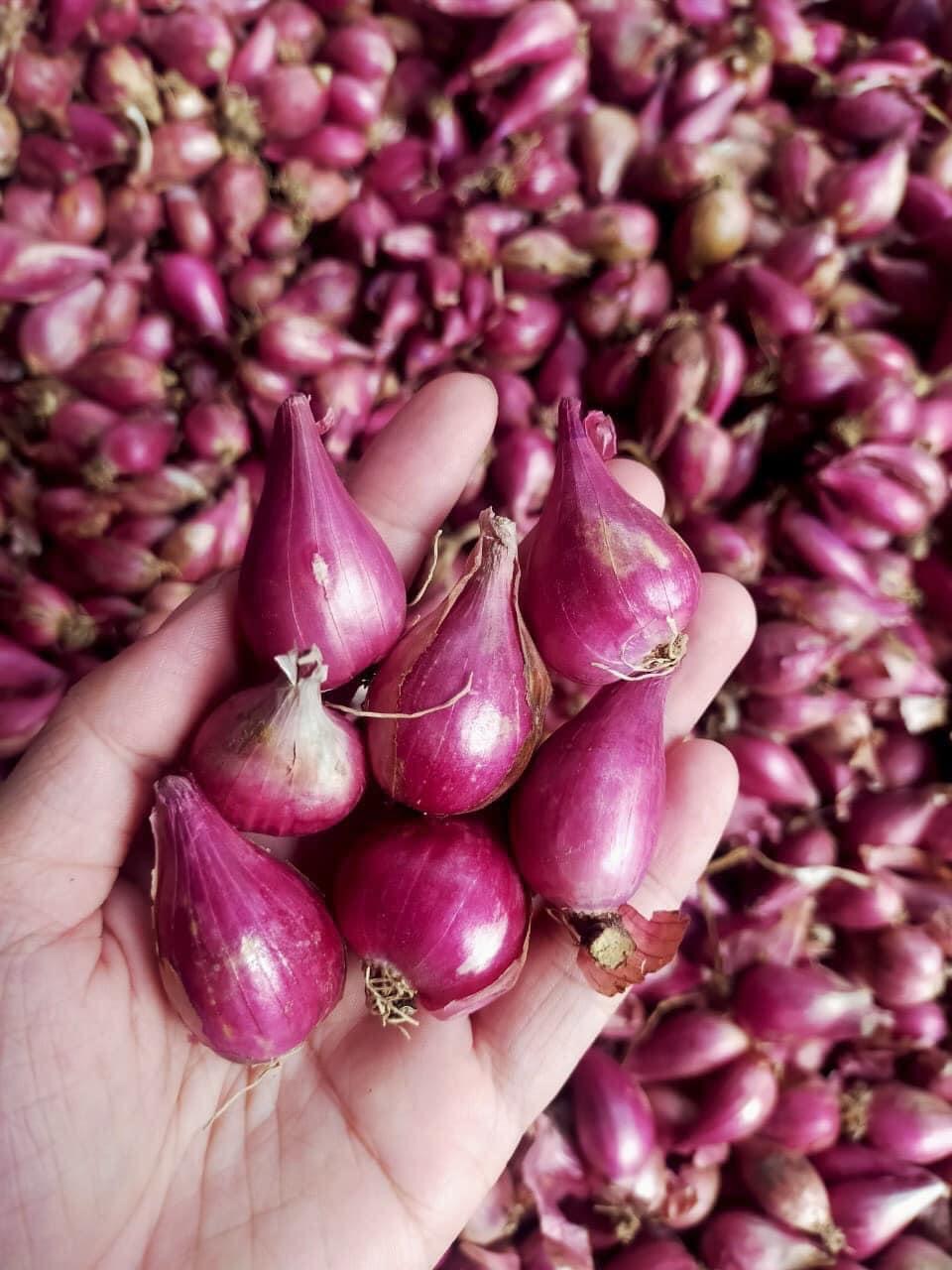 シャロット・HÀNH KHÔ・小紫葱头
