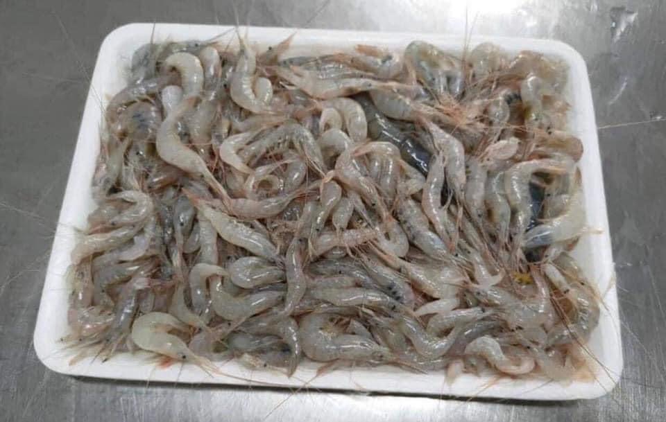 冷凍川エビ・TÔM SÔNG・河虾　