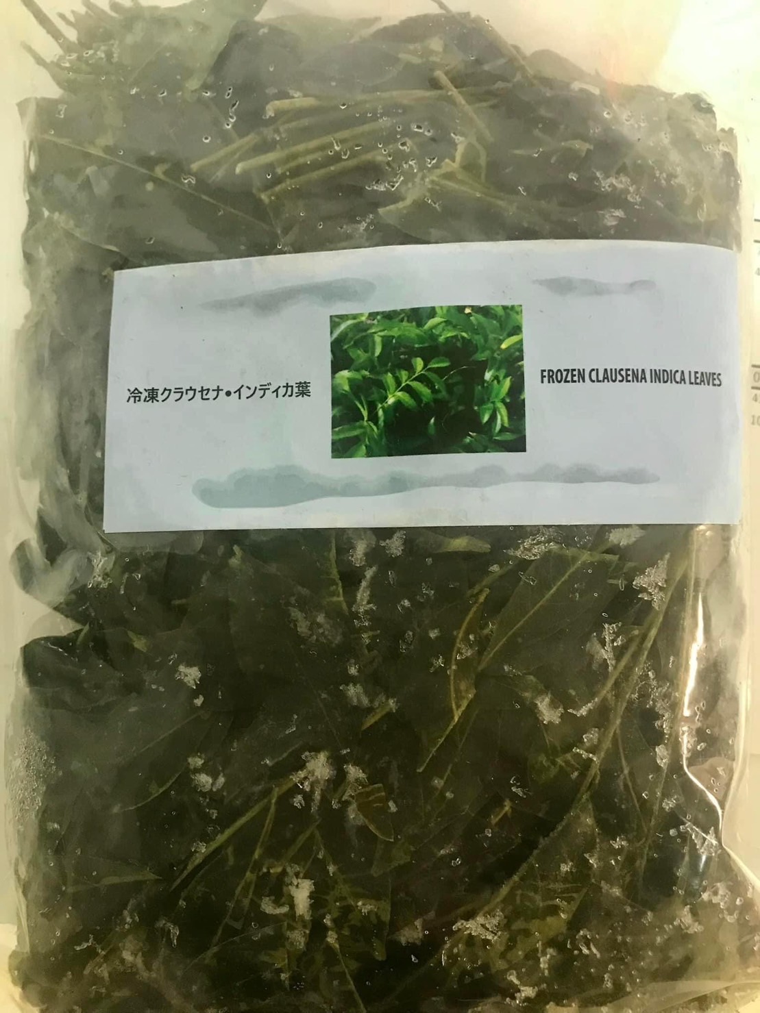 冷凍クラセナインディカの葉・LA  MOC MAT・冷冻印度黄叶