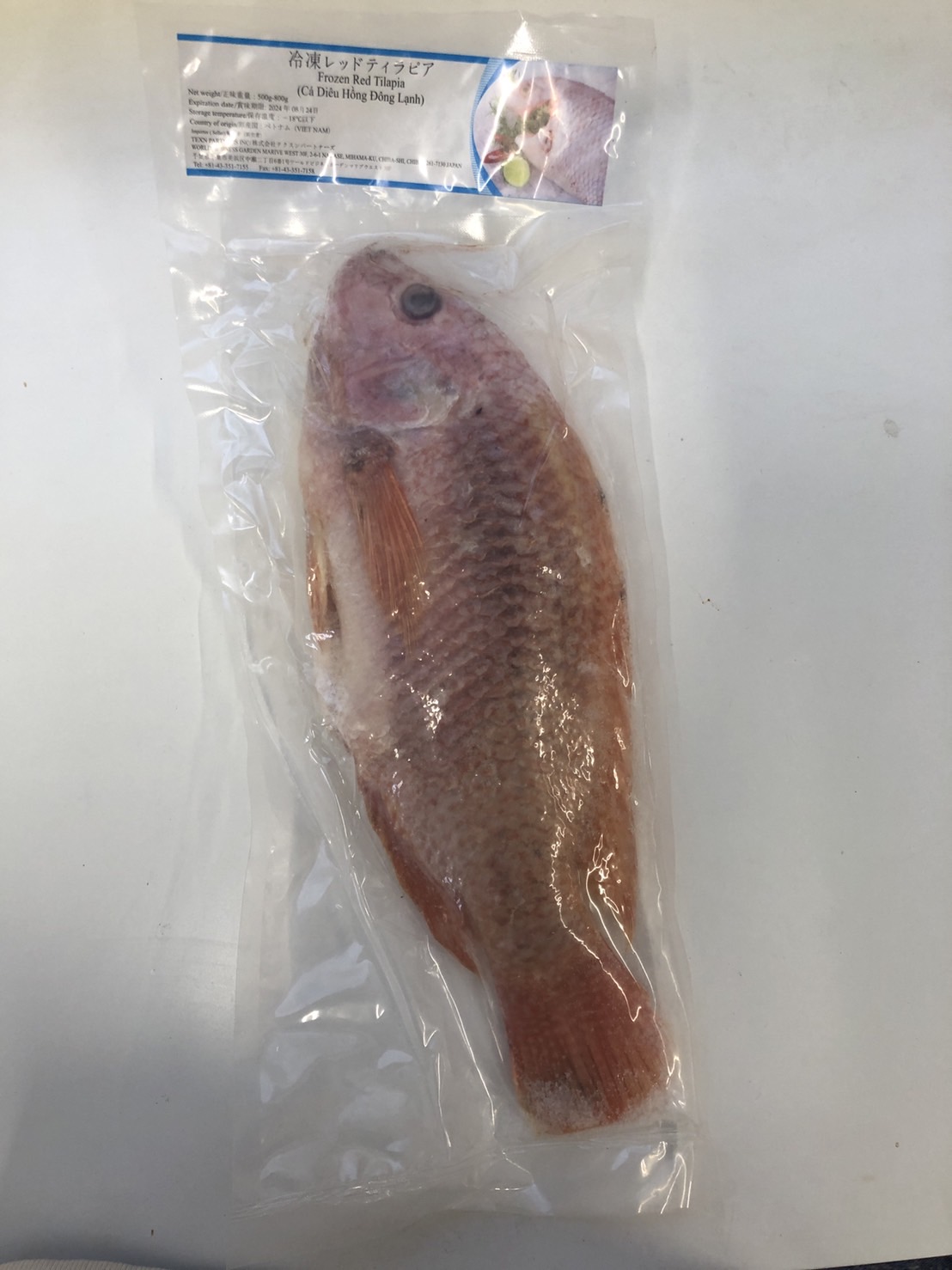 冷凍赤ティラピア・CÁ DIÊU HỒNG・红罗非鱼 売切れ（het hang)