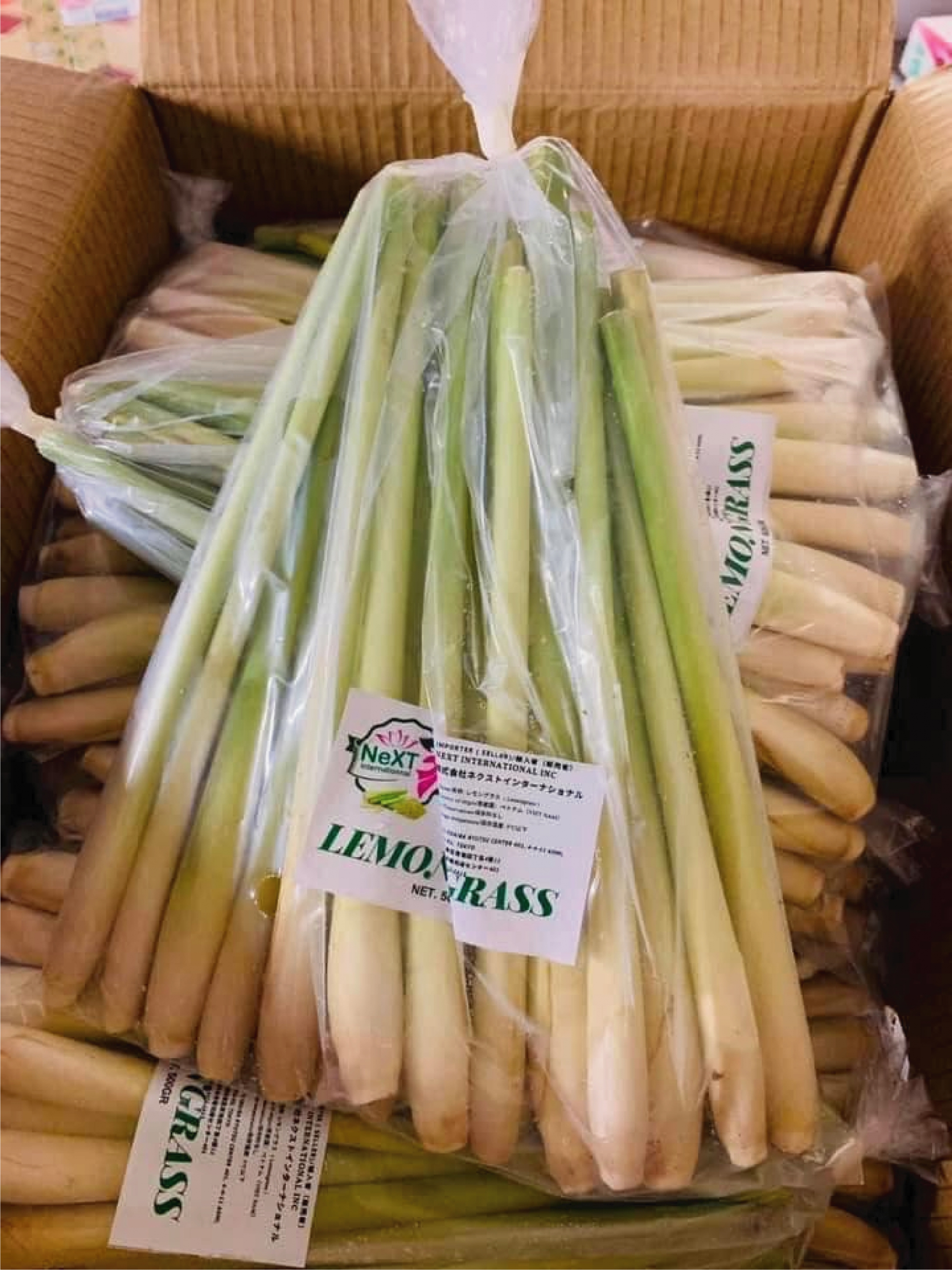 SẢ TƯƠI ・レモングラス・柠檬草