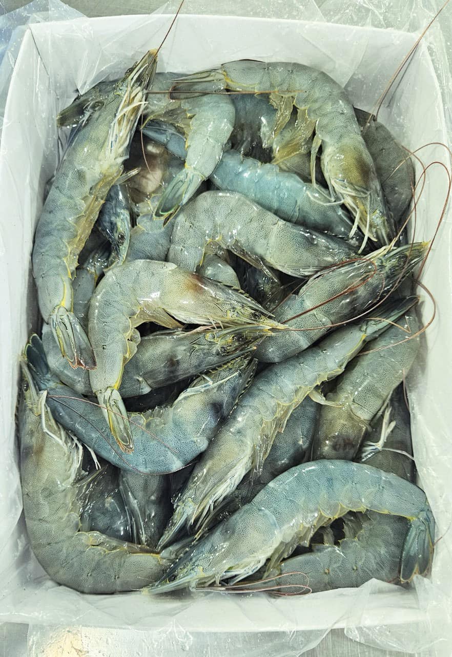 冷凍バナメイエビ・TÔM ĐÔNG LẠNH